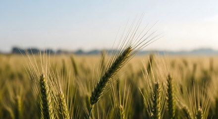 Naklejka premium Golden Grain A Close-Up View of Wheat Spikes in a Field at Sunrise, Capture The Essence Of harvest and rural beauty with these wheat fields.