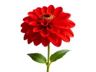 Lush Red Bloom with Stem and Leaves in Profile, Realistic Botanical Illustration, transparent background.