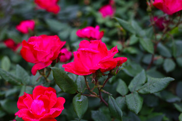 A beautiful rose bush in a public park in Japan