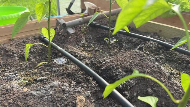 pepper plant and drip irrigation - selective focus