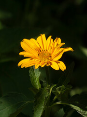 Bright Yellow False Sunflower (Heliopsis) Against Dark Background
