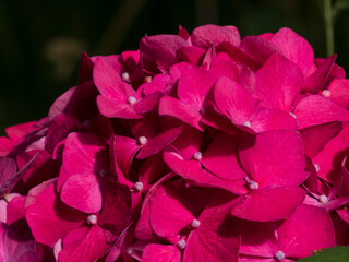 Vibrant Hot Pink Hydrangea Macrophylla Blossom Up Close