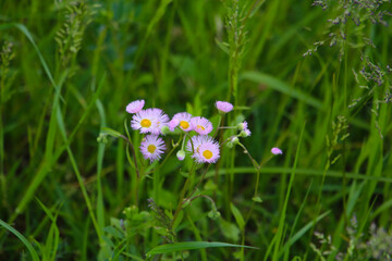 Eastern daisy fleabane (Erigeron annuus) flowers blooming in a grassy field.