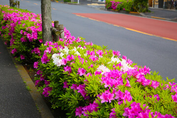 Pink and white azalea flowers blooming beautifully along a pedestrian sidewalk in Tokyo, Japan