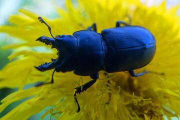 Lesser stag beetle Dorcus on southern Sakhalin in a deciduous forest. Sakhalin Island in the Sea of...