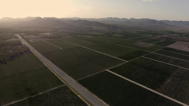 DRONE: PANNING SHOT OF VINEYARDS IN PARRAS, COAHUILA AT SUNSET