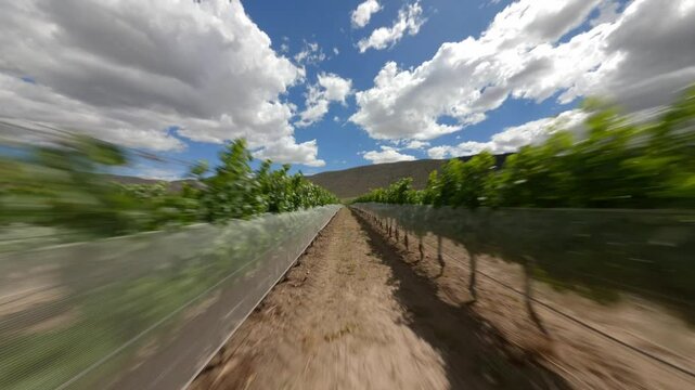 FPV DRONE SHOT OF VINEYARDS IN PARRAS COAHUILA IN THE MIDDLE OF THE MEXICAN DESERT