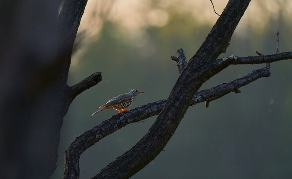 Bird in sunset