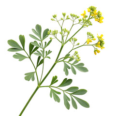 Naklejka premium Rue Plant with Green Leaves and Small Yellow Flowers Isolated on Black Background isolated on a transparent background