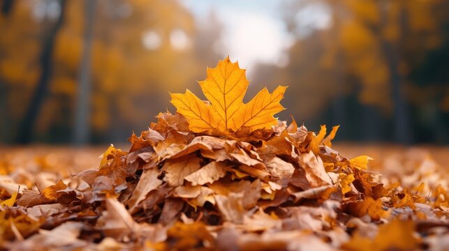 A bright pile of autumn leaves features a striking maple leaf on top, capturing the vibrant colors of the fall season and highlighting the beauty and transition in nature’s cycles.