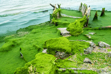 Tongue of shell-sand, sand spit with algae (Cladophora) shore. Winter Lagoon of Azov Sea.