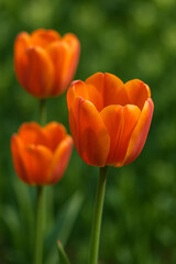 Vibrant Orange Tulips A Close-Up View of Spring's Blooming Beauty