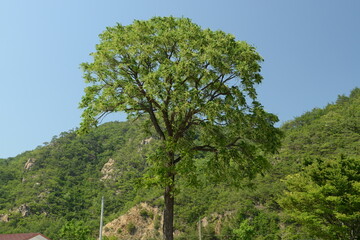 Ailanthus altissima var. vilmoriniana - Korean Tree of Heaven with Rough Bark, Compound Leaves and Green Fruits