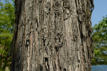 Ailanthus altissima var. vilmoriniana - Korean Tree of Heaven with Rough Bark, Compound Leaves and Green Fruits