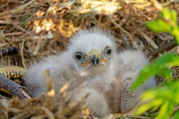 Long-legged buzzard (Buteo rufinus) nestlings are 5 days old, elder's eyes are open. White chicks...