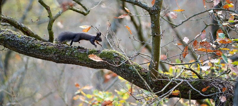 Springendes Eichh&ouml;rnchen