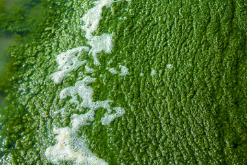 The process of algae rotting in the lagoon (Cladophora most). The edge of seaweed blankets and sea...