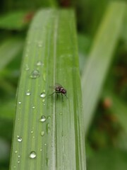 flies perched on green leaves. Flies with red eyes and thin wings perched on fresh green leaves after rain, with natural blur background. Bug on leaf. 