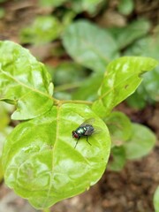 flies perched on green leaves. Flies with red eyes and thin wings perched on fresh green leaves after rain, with natural blur background. Bug on leaf. 