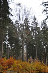 Looking up into a canopy of autumn leaves, the golden-yellow foliage of a deciduous tree stands in...