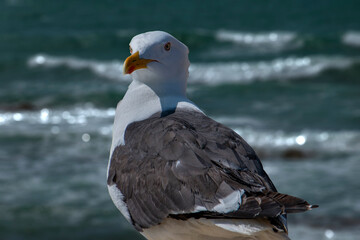 Goéland marin en gros plan sur fond de vagues