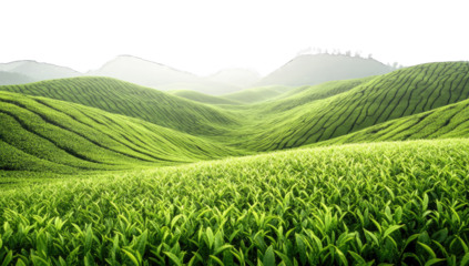 Lush green tea fields on rolling hills. Misty mountain backdrop