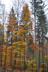 Looking up into a canopy of autumn leaves, the golden-yellow foliage of a deciduous tree stands in...