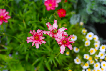 A variety of colorful flowers in full bloom at a park in Japan
