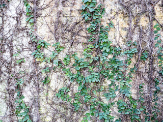 Lush Ivy Adorning Ancient Stone Wall.