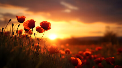 Obraz premium A dreamy sunset view of wild poppies in a field, the red petals glowing against the backdrop of a warm, golden sky and soft, wispy clouds.