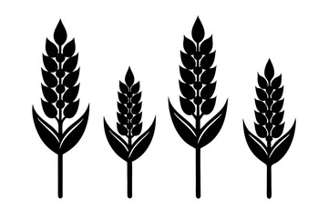 set of Quinoa vector silhouette illustration isolated on white background