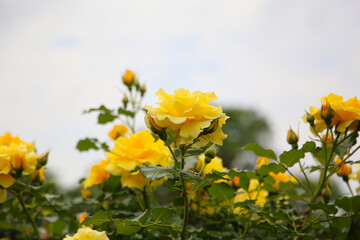 Beautiful yellow roses in full bloom at the Japanese Rose Garden.