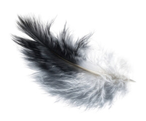 Bird Feather Close-up Image