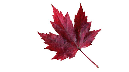 Single red maple leaf isolated on transparent background