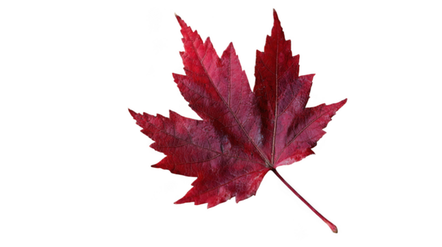 Single red maple leaf isolated on transparent background