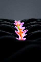 Abstract Colorful Wave Lines on Black Textured Background