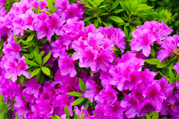 Pink flowers blooming in Japan park