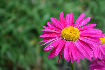 Pink daisies with drops on petals in summer garden with focus on green blurred background