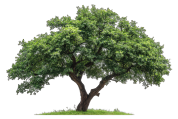 Lush green tree, full canopy, on grassy ground