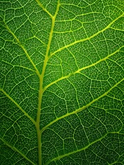 Obraz premium Macro view of a leaf s vein patterns, backlit to reveal delicate and intricate network, vibrant green, crisp and detailed, natural organic design