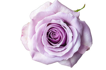 Close-up of a single lavender rose