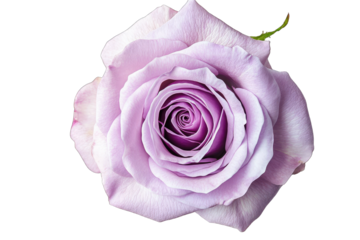 Close-up of a single lavender rose