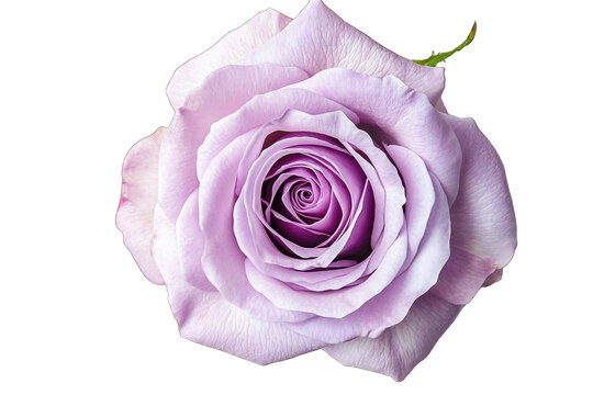 Close-up of a single lavender rose