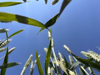 green ears of grain crops, grain crops against the sky, unripe ears
