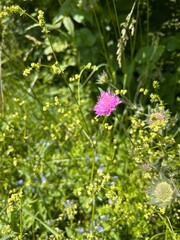 blooming meadow sable against the background of green grass
