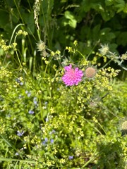blooming meadow sable against the background of green grass

