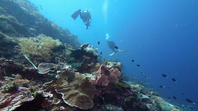 Maratua, Indonesia: Underwater footage of a divers who dive with a strong current in Maratua reef dive site in the Indonesian Kalimantan province.