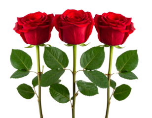 Three red roses on long green stems with leaves. Isolated on transparent background.