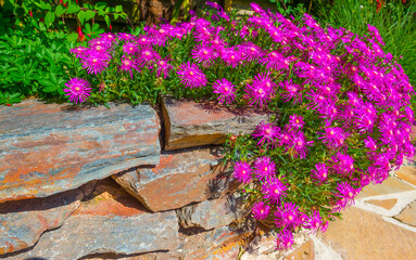 Plants in a mediterranean garden in bright sunlight in springtime, Almere, Flevoland, The...
