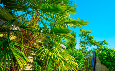 Plants in a mediterranean garden in bright sunlight in springtime, Almere, Flevoland, The...